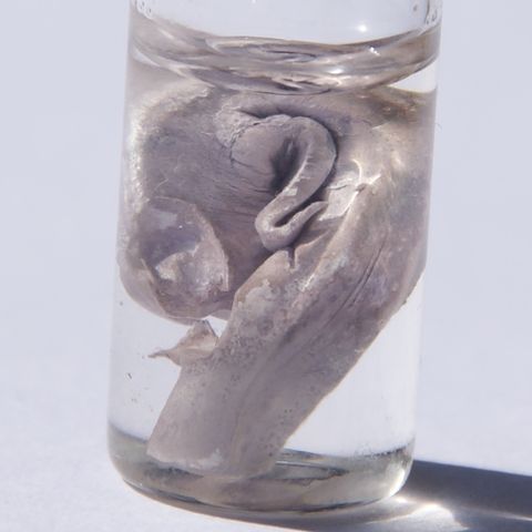 সোডিয়াম মৌলের প্রকৃত নমুনা